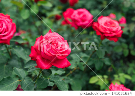 Close up branch of red rose flower blooming in garden with green leaves and natural background Close up branch of red rose flower blooming in garden with green leaves and natural background 141031684