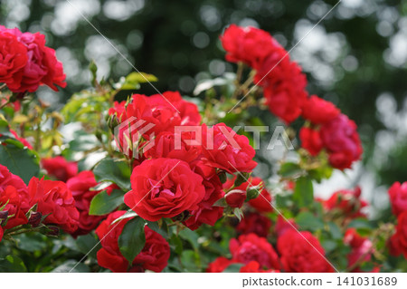 Branch of bright red rose flowers blooming in garden with green leaves and natural background Branch of bright red rose flowers blooming in garden with green leaves and natural background 141031689