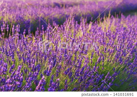 Blooming lavender medicinal herb bush rows with aromatic purple flowers in summer garden landscape Blooming lavender medicinal herb bush rows with aromatic purple flowers in summer garden landscape 141031691
