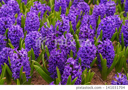 Blooming Hyacinthus orientalis, purple hyacinth flowers in spring garden, park or flowerbed 141031704
