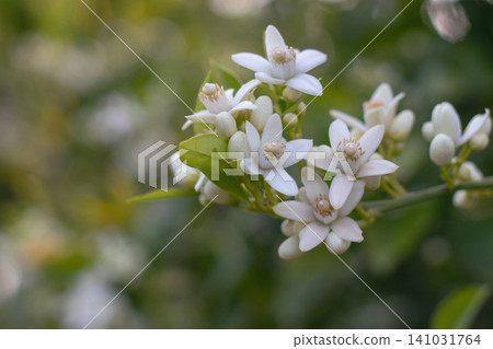 Orange tree branch with blossoms, buds and young leaves on spring bokeh background Orange tree branch with blossoms, buds and young leaves on spring bokeh background 141031764