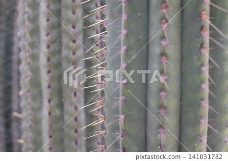 Sunlit cactus spines on vertical ribs with selective focus Sunlit cactus spines on vertical ribs with selective focus 141031782