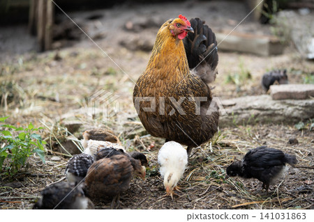 a beautiful adult hen walks with her chicks a beautiful adult hen walks with her chicks 141031863