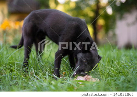 black young dog eats bone on the grass outdoors black young dog eats bone on the grass outdoors 141031865