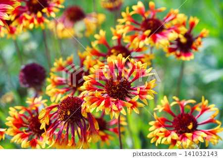 Colorful Gaillardia aristata blanket flowers blooming in green summer garden background Colorful Gaillardia aristata blanket flowers blooming in green summer garden background 141032143