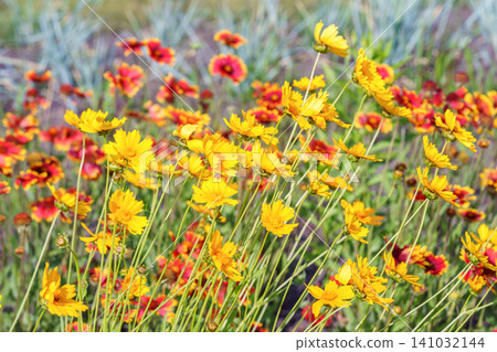 Yellow coreopsis grandiflora or tickseed flowers blooming in colorful flower garden background Yellow coreopsis grandiflora or tickseed flowers blooming in colorful flower garden background 141032144