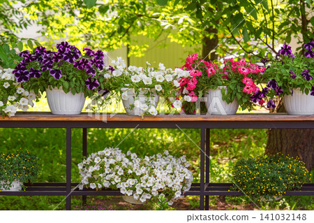 Colorful petunia flowers in pots on garden patio shelf in summer. Outdoor decor, ornamental plants Colorful petunia flowers in pots on garden patio shelf in summer. Outdoor decor, ornamental plants 141032148