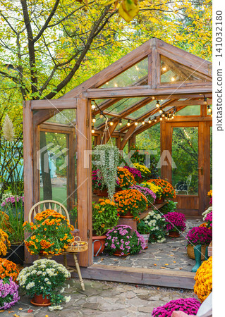 Wooden greenhouse with colorful chrysanthemums surrounded by yellow autumn leaves and trees Wooden greenhouse with colorful chrysanthemums surrounded by yellow autumn leaves and trees 141032180