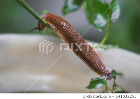 close-up of a Spanish snail (Arion vulgaris) outdoors 141032255
