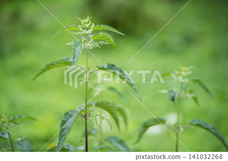 beautiful green nettle plant in sunlight outdoors 141032268