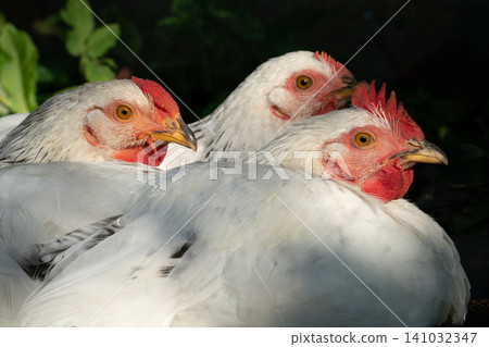 Close-up of three white chickens huddling together on a farm 141032347