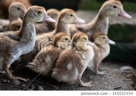 Group of young ducklings together in a farmyard Group of young ducklings together in a farmyard 141032354