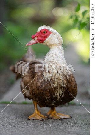 Full body portrait of a Muscovy duck standing on a path Full body portrait of a Muscovy duck standing on a path 141032359