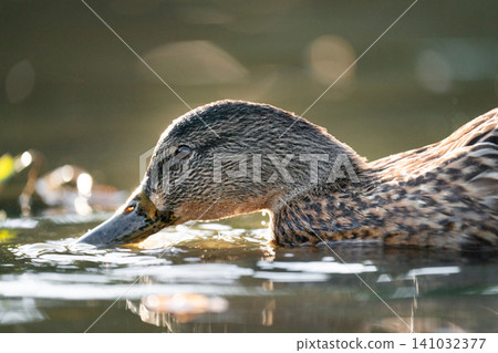 Artistic portrait of a female mallard duck in shimmering water 141032377