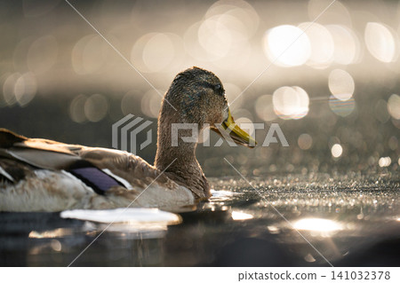 Artistic portrait of a female mallard duck in shimmering water Artistic portrait of a female mallard duck in shimmering water 141032378