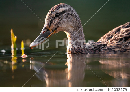Artistic portrait of a female mallard duck in shimmering water 141032379