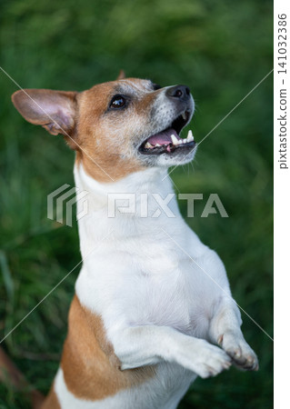 Cute Jack Russell Terrier standing on hind legs outdoors Cute Jack Russell Terrier standing on hind legs outdoors 141032386