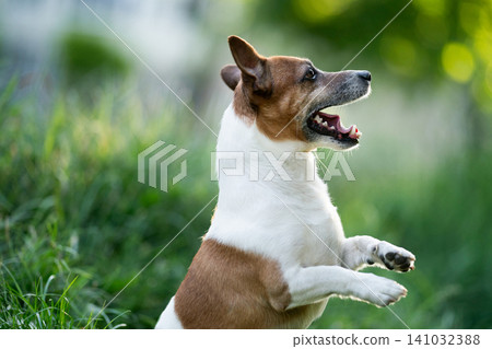 Cute Jack Russell Terrier standing on hind legs outdoors Cute Jack Russell Terrier standing on hind legs outdoors 141032388