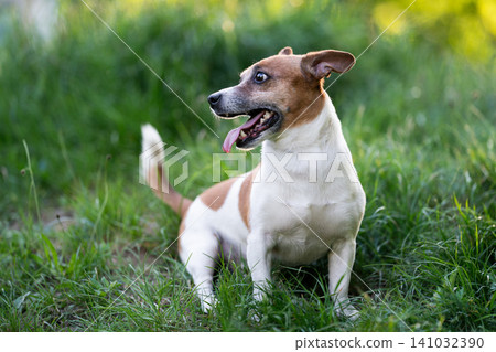 Full body profile of Jack Russell Terrier standing in green grass Full body profile of Jack Russell Terrier standing in green grass 141032390