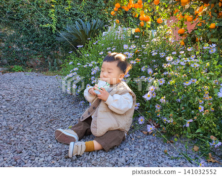 Cute Baby Boy Sitting on Gravel and Drinking Juice in Front of Tangerine Tree 141032552