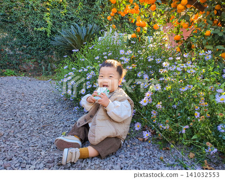 Cute Baby Boy Sitting on Gravel and Drinking Juice in Front of Tangerine Tree Cute Baby Boy Sitting on Gravel and Drinking Juice in Front of Tangerine Tree 141032553