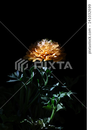 Orange ranunculus flower isolated on black background with empty copy space for text. Orange ranunculus flower isolated on black background with empty copy space for text. 141032699