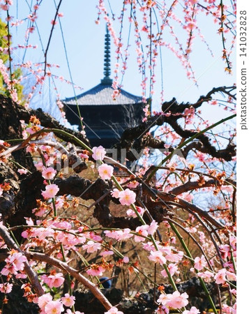 京都東寺的梅花和五重塔的上部 141032828
