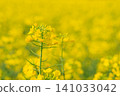 A spectacular field of yellow rapeseed flowers and buds in March. A spectacular field of yellow rapeseed flowers and buds in March. 141033042