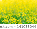 Beautiful rape blossoms and fields of rape blossoms in spring Beautiful rape blossoms and fields of rape blossoms in spring 141033044