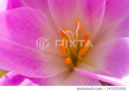close-up of a beautiful Colchicum flower in the garden close-up of a beautiful Colchicum flower in the garden 141033068