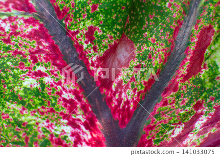 close-up texture of a leaf of the Caladium Pink Beauty plant close-up texture of a leaf of the Caladium Pink Beauty plant 141033075