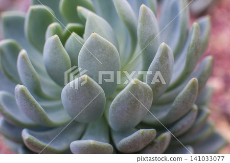 close-up Succulent flower in a pot in a greenhouse close-up Succulent flower in a pot in a greenhouse 141033077