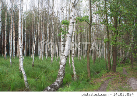 Silver birch grove with lush green grass in Ukraine Silver birch grove with lush green grass in Ukraine 141033084