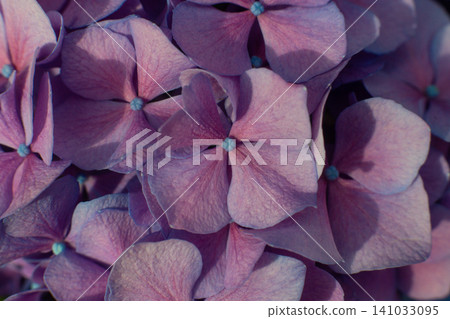 close-up of beautiful blue and pink flowers of Large-leaved hydrangea close-up of beautiful blue and pink flowers of Large-leaved hydrangea 141033095