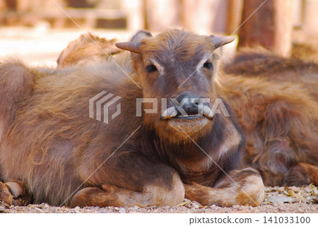 several young buffaloes lives in the reserve several young buffaloes lives in the reserve 141033100