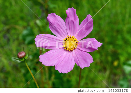 Kosmeya flower on a blurred green background Kosmeya flower on a blurred green background 141033178