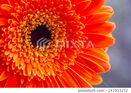 close-up of a beautiful Gerber Jameson flower in the garden close-up of a beautiful Gerber Jameson flower in the garden 141033232