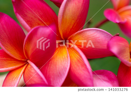close-up of a beautiful Plumeria Flower in the garden close-up of a beautiful Plumeria Flower in the garden 141033276
