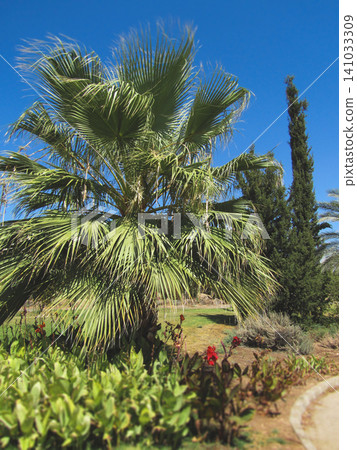 Lush Mediterranean garden with palm and cypress trees 141033309