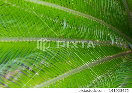 close up texture of green leaves of Cycas plant 141033475