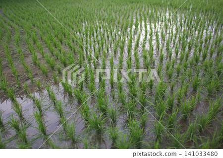 Young green rice seedlings growing in a flooded paddy field in Bali Young green rice seedlings growing in a flooded paddy field in Bali 141033480