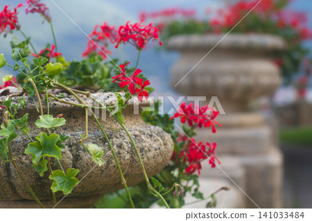 Close-up of vibrant red geranium flowers in a classic stone urn at Villa del Balbianello Close-up of vibrant red geranium flowers in a classic stone urn at Villa del Balbianello 141033484