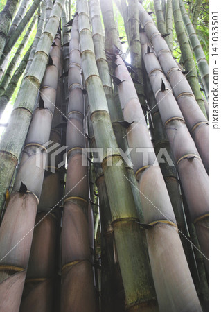 Low-angle perspective of a towering bamboo forest canopy Low-angle perspective of a towering bamboo forest canopy 141033501