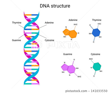 DNA Structure with Nucleotide Bases, Adenine, Thymine, Guanine, Cytosine for biology, genetics, medical presentations, laboratory materials, science posters. Colorful Vector illustration DNA Structure with Nucleotide Bases, Adenine, Thymine, Guanine, Cytosine for biology, genetics, medical presentations, laboratory materials, science posters. Colorful Vector illustration 141033550