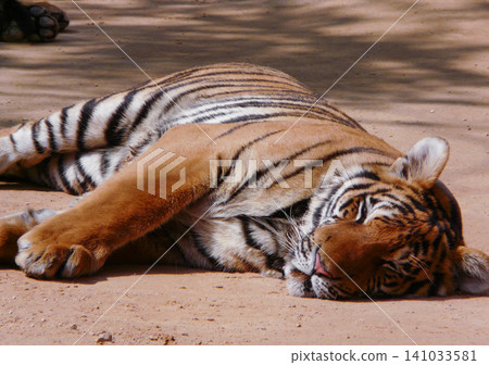a beautiful big tiger is resting and walking around the zoo 141033581