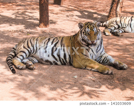 a beautiful big tiger is resting and walking around the zoo a beautiful big tiger is resting and walking around the zoo 141033609