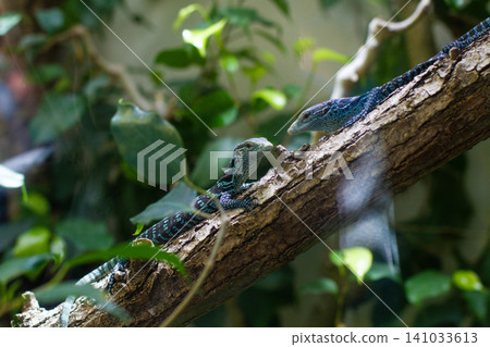 close-up of Macrae's monitor lizard on a tree close-up of Macrae's monitor lizard on a tree 141033613