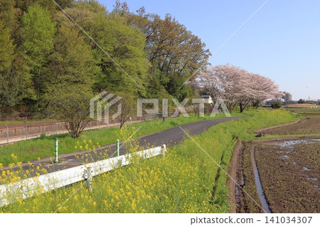春日美沼灌溉渠:一條綠色健康之路(埼玉縣蓮田市) 春日美沼灌溉渠:一條綠色健康之路(埼玉縣蓮田市) 141034307