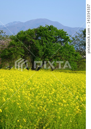 春意盎然的田野裡開滿了油菜花，高大的樹木枝繁葉茂，綠葉蔥蘢。 141034387