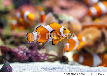 Colorful clownfish swim gracefully in the aquarium. Colorful clownfish swim gracefully in the aquarium. 141034527